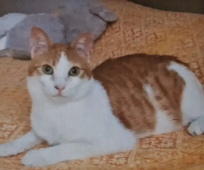 gatta lost   20068 Peschiera Borromeo Virgola