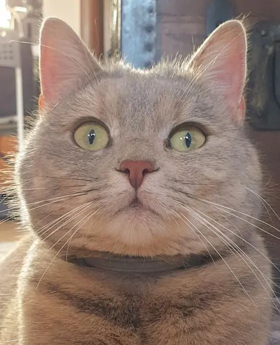 gatta lost   20017 Rho Vitamina