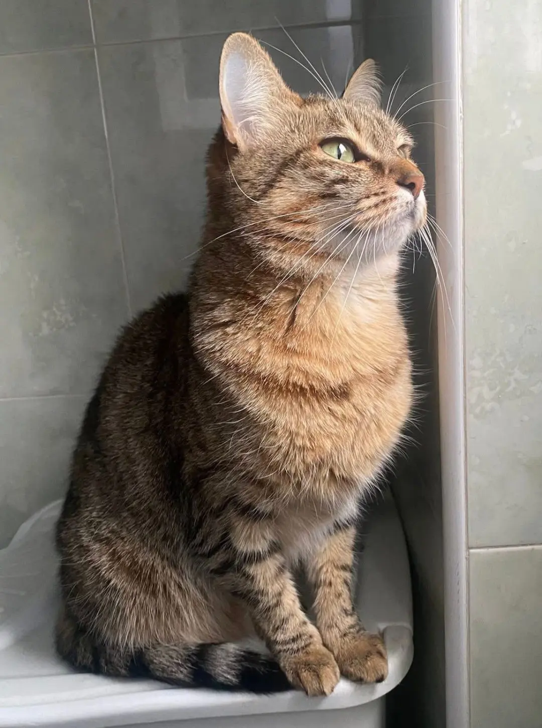 gatta lost   20055 Vimodrone Ginger