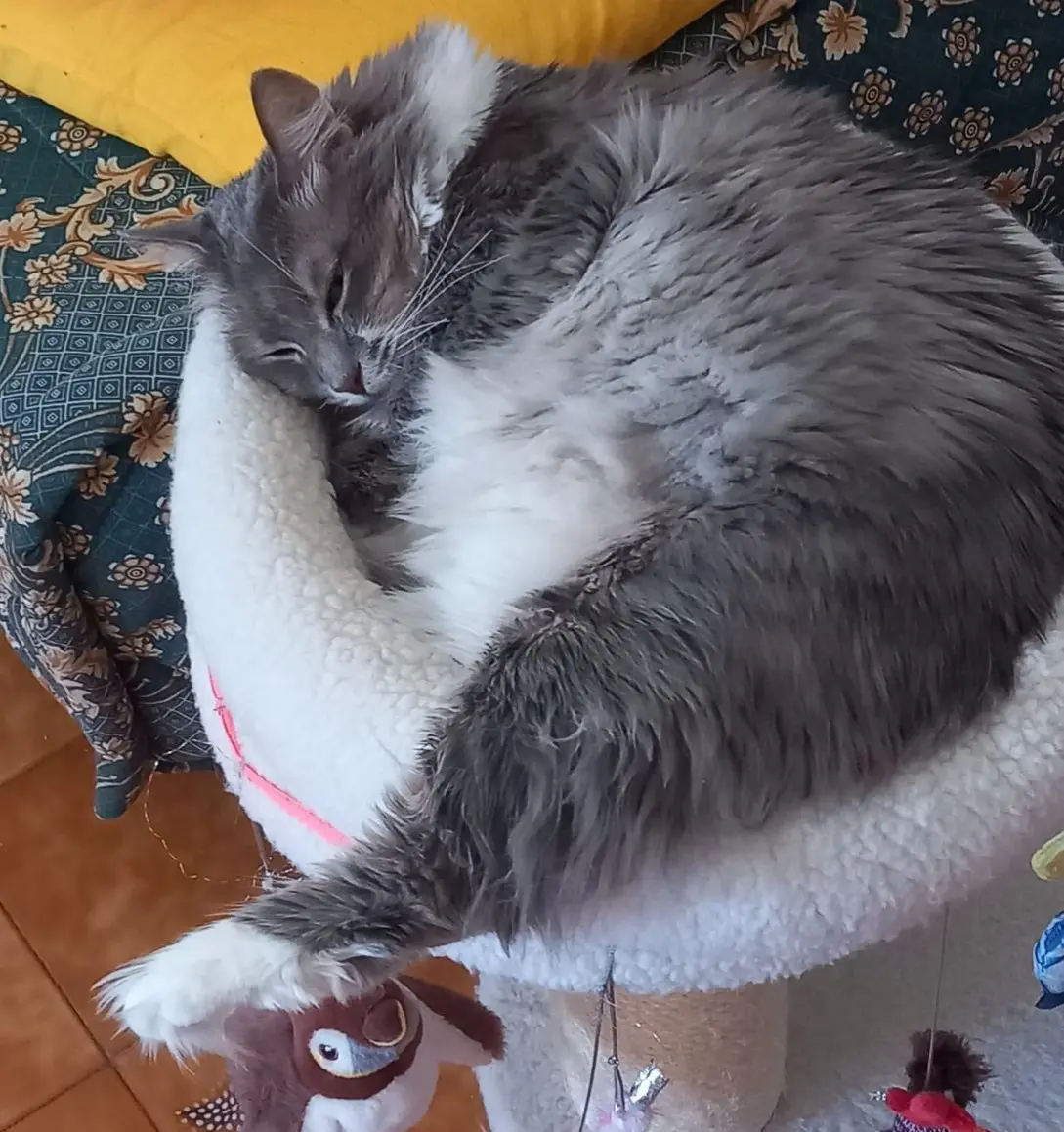 gatta lost   20092 Cinisello Balsamo Perla