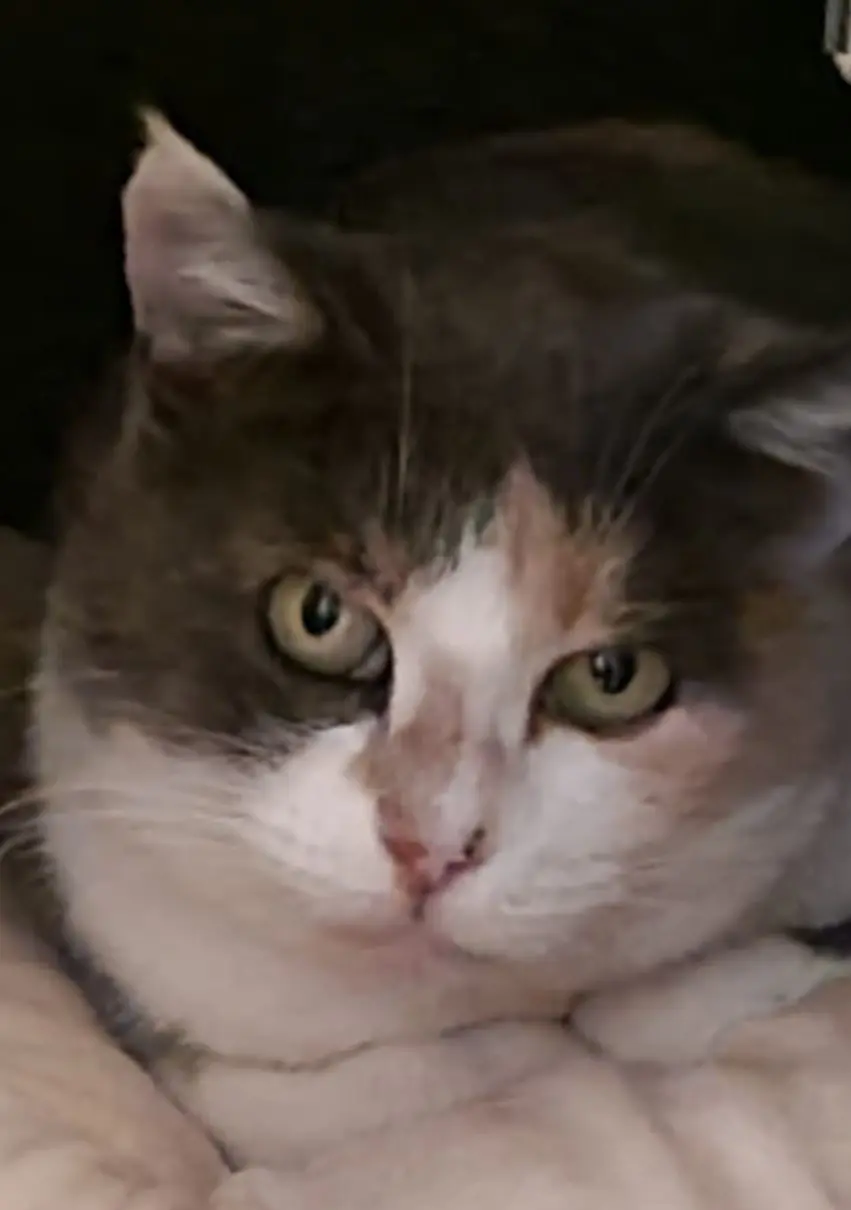 gatta lost   46047 Porto Mantovano Gattine