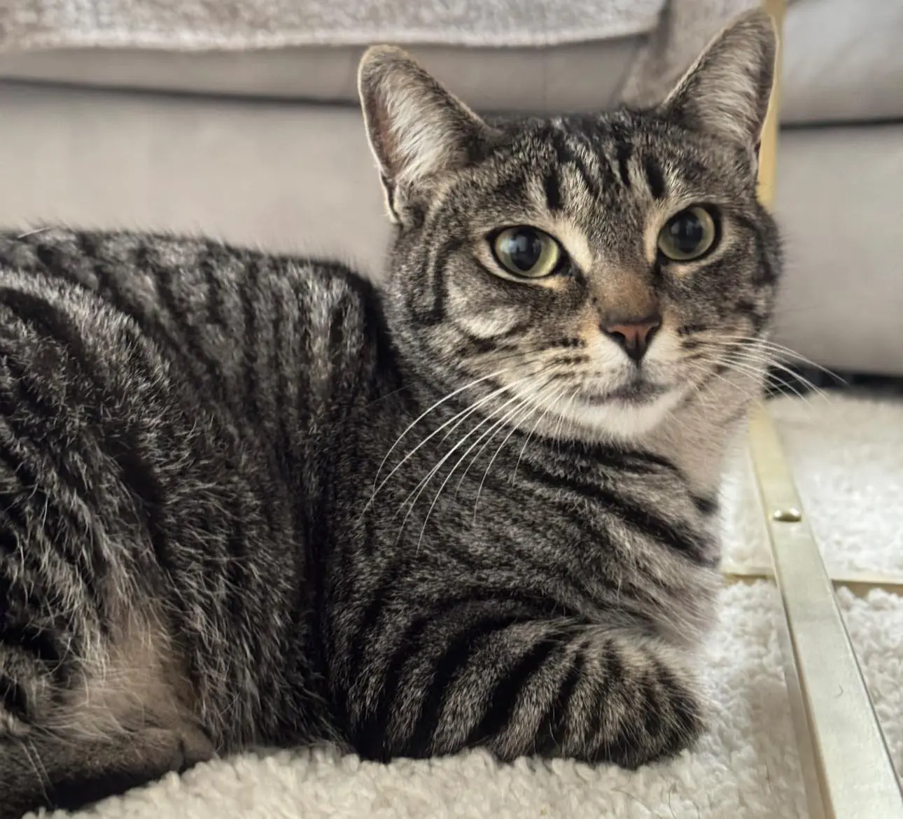 gatta lost   41049 Sassuolo Artura