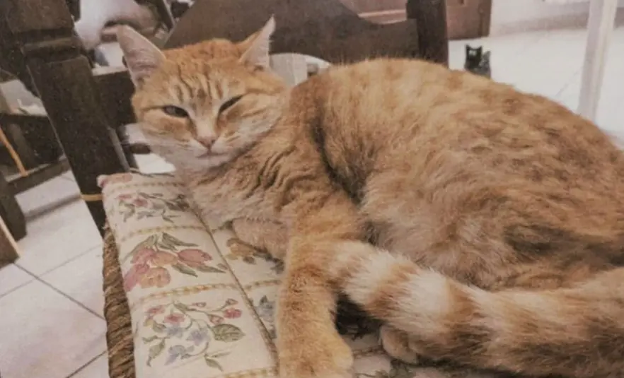 gatta lost   41015 Nonantola Ginger