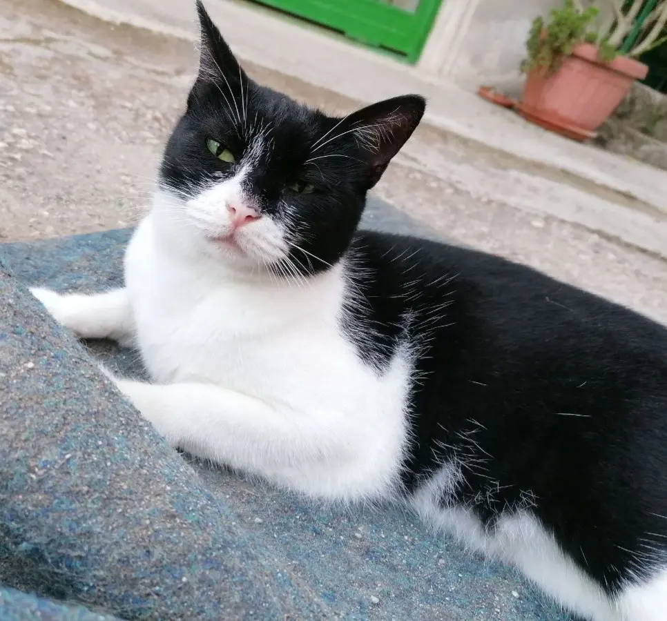 gatta lost    Pouzzoles Birba