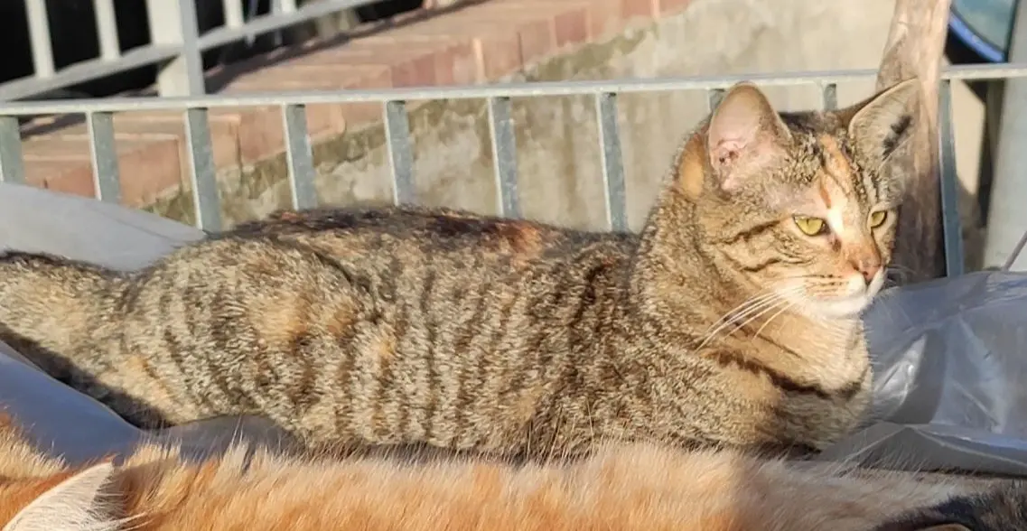 gatta lost    Boscoreale Luna