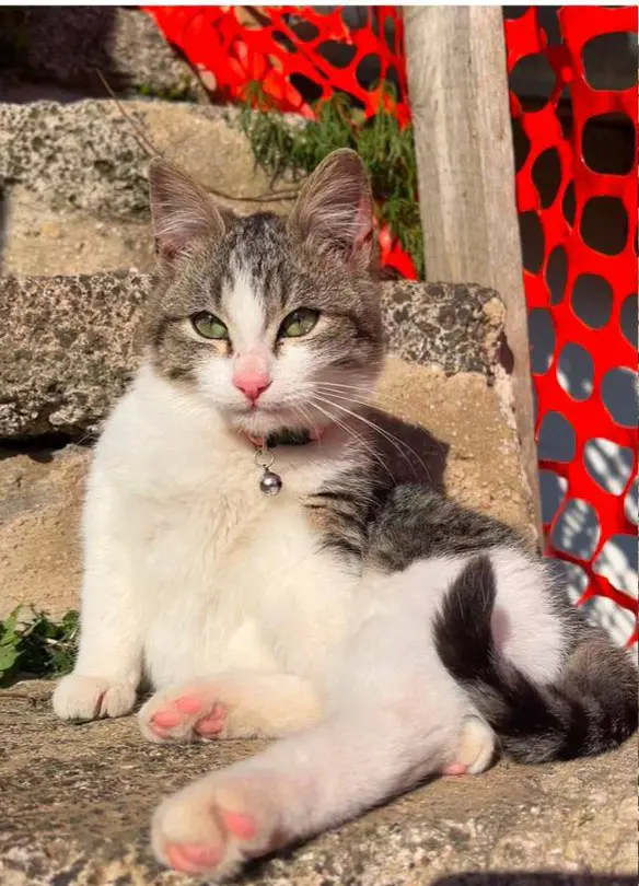 gatta lost    Naples Gattina