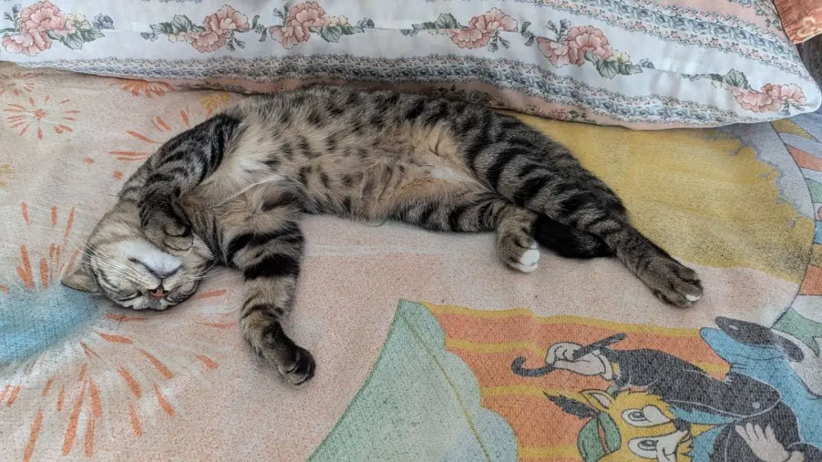 gatta lost    Poggiomarino Piccola