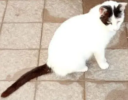 gatta lost    Pouzzoles Principessa