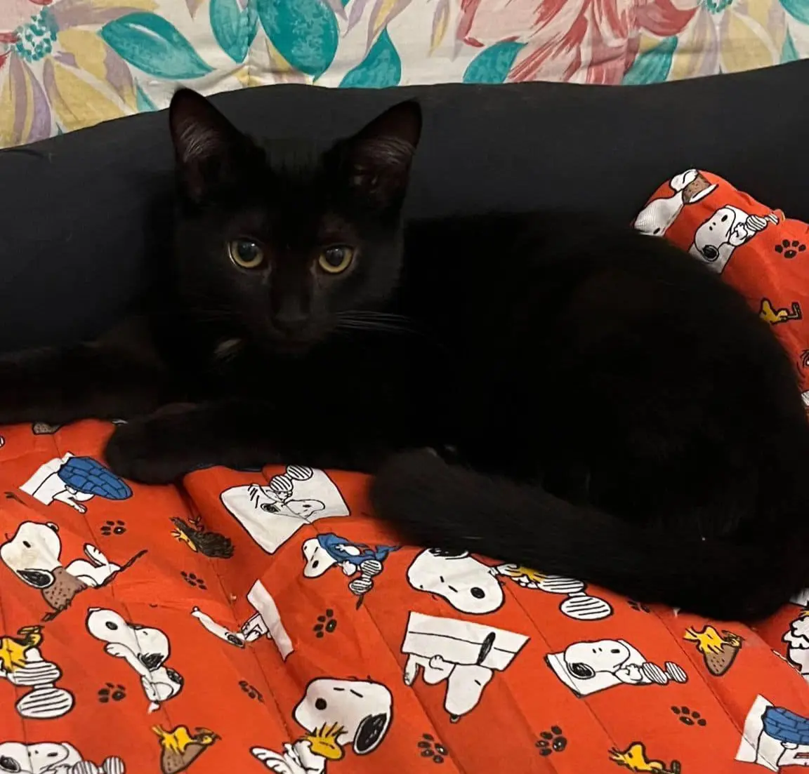 gatta lost    Carbonara di Nola Stella