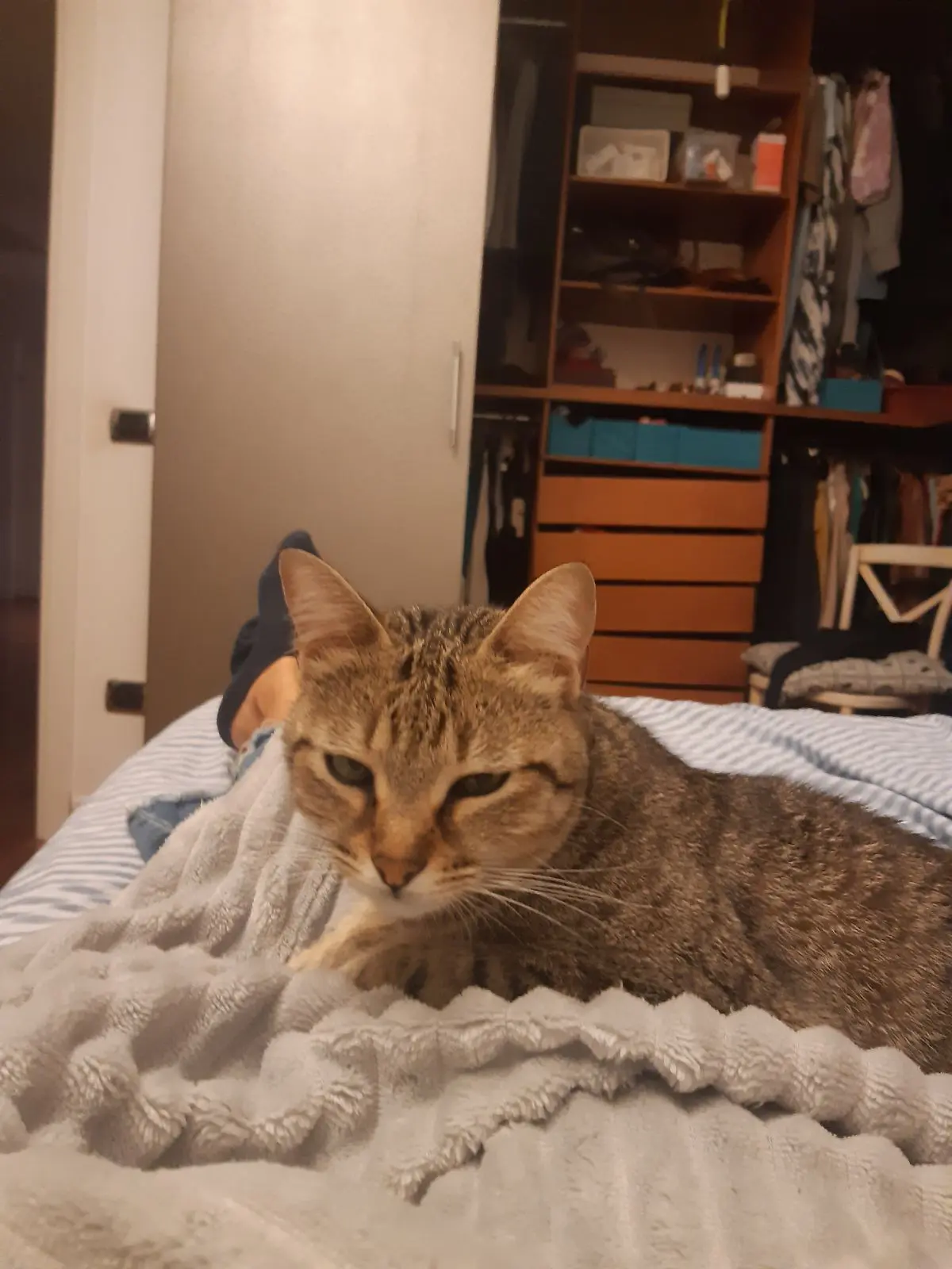 gatta lost  Corso Resina 80056 Ercolano Tarantella