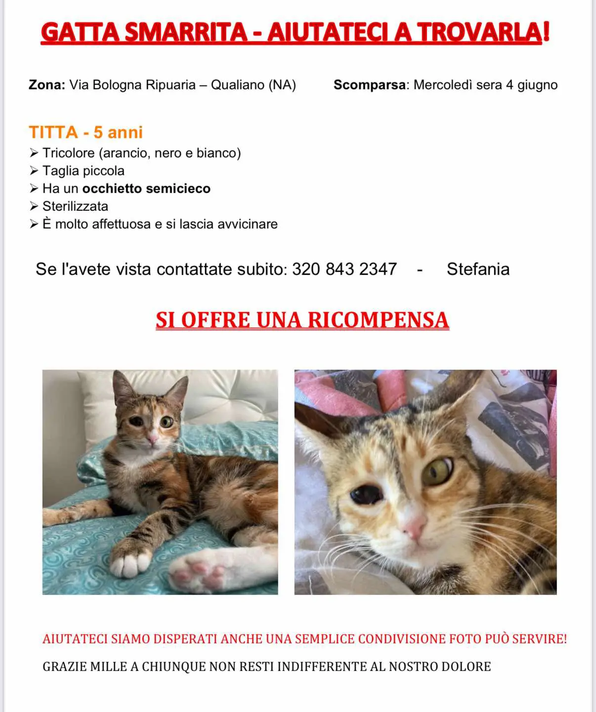 gatta lost   80019 Qualiano Titta