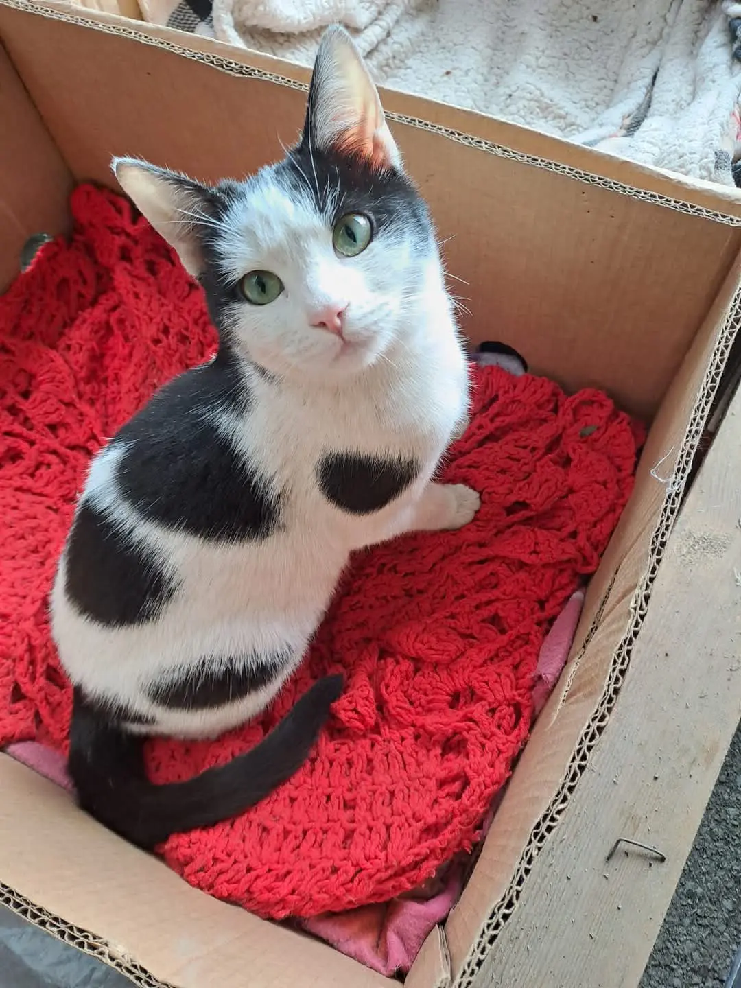 gatta lost   80058 Torre Annunziata Vittoria