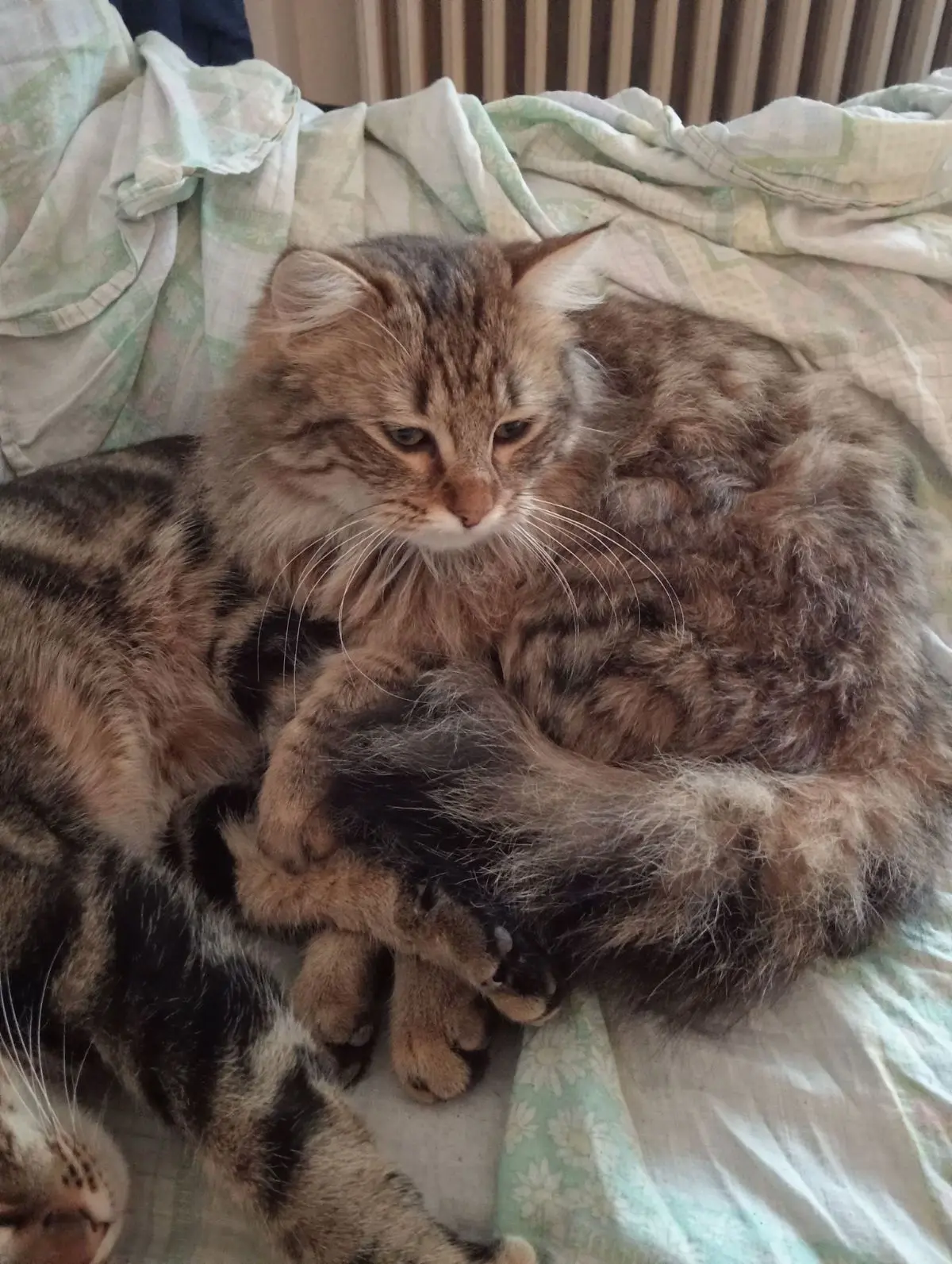 gatta lost   28100 Novare Puffetta