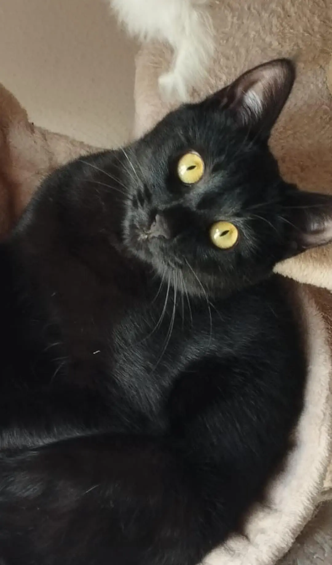 gatta lost   08100 Nuoro Minu