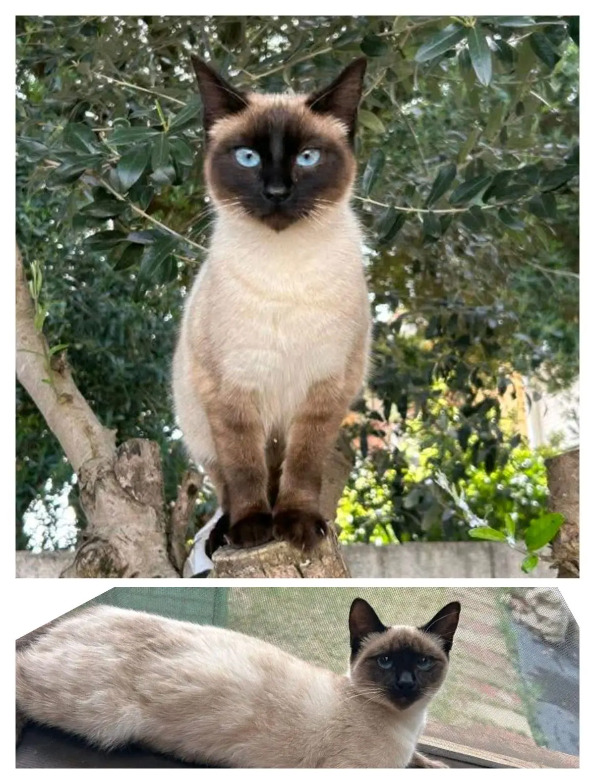 gatta lost   09096 Santa Justa/Santa Giusta Benni