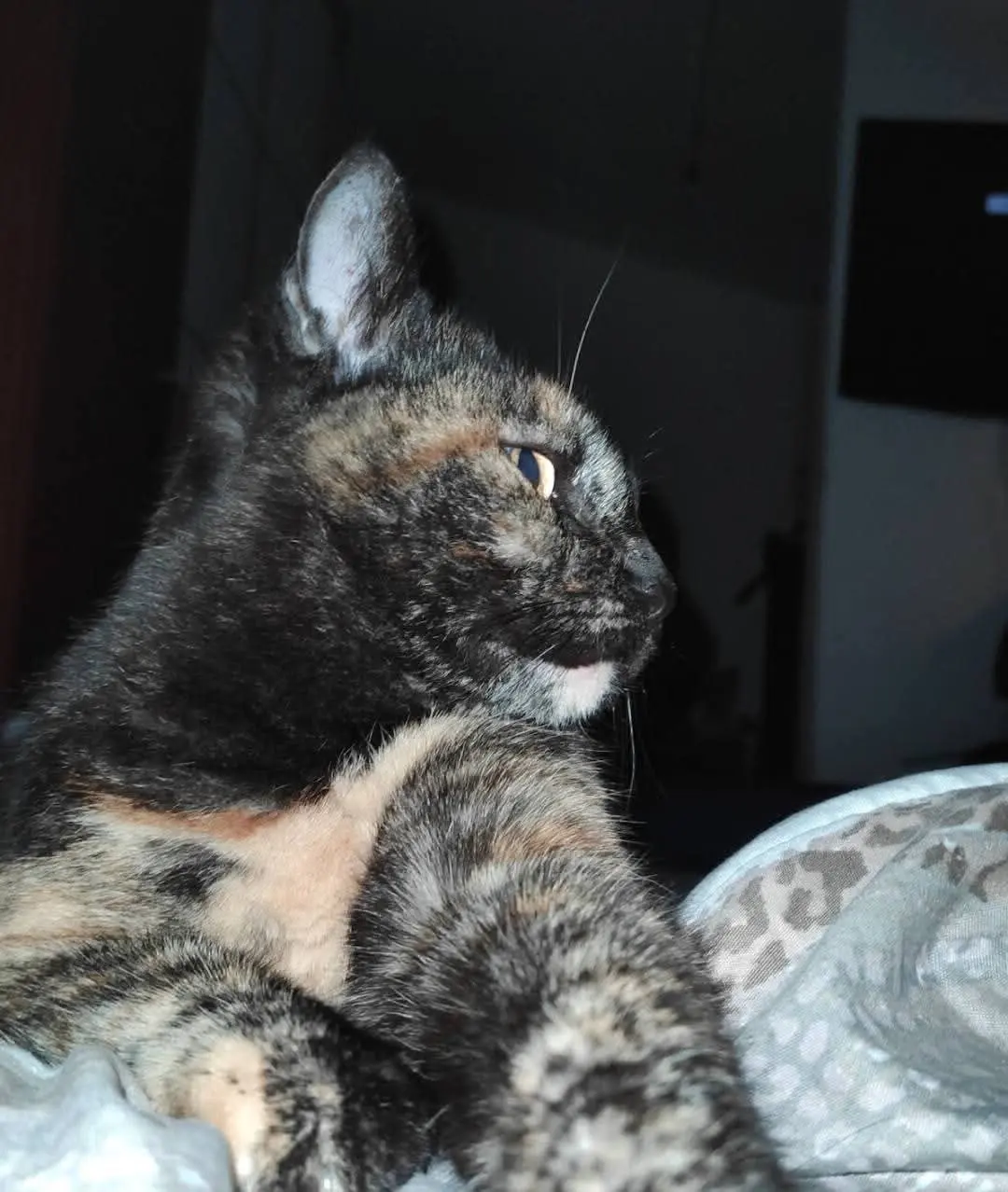 gatta lost   09170 Oristano Dharma