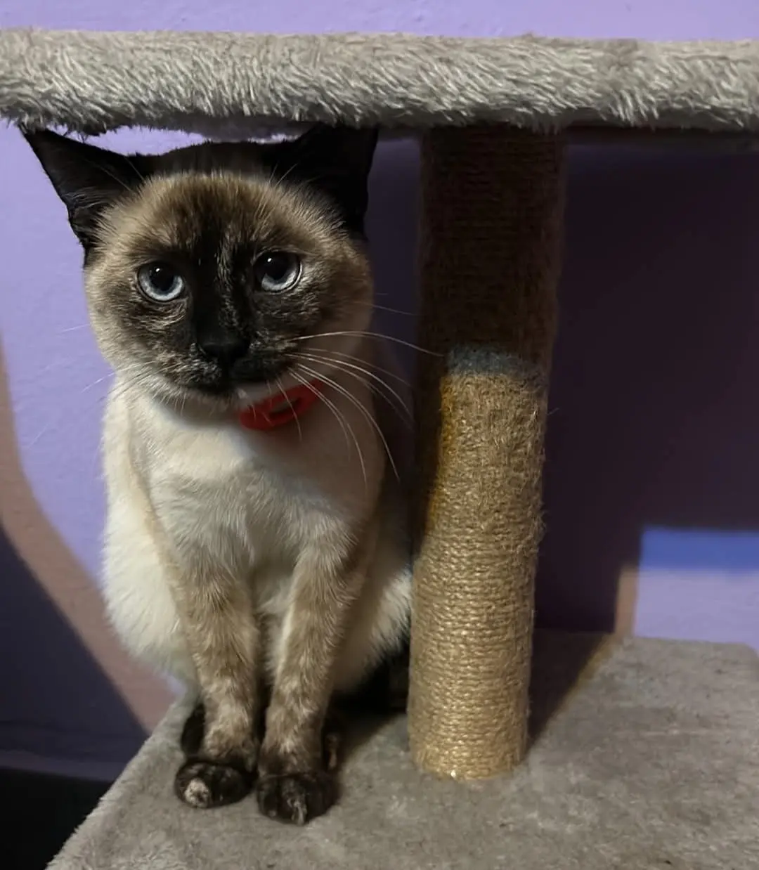 gatta lost   09073 Cùllieri/Cuglieri Elsa