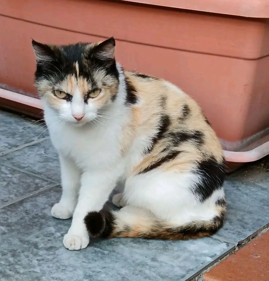 gatta lost   09072 Cabras Gea