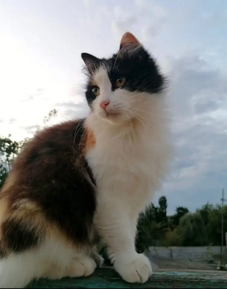 gatta lost   09072 Cabras Hekate-stink