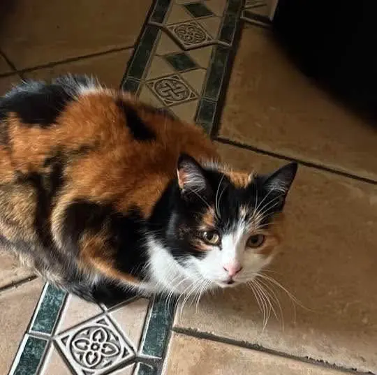 gatta lost   09072 Cabras Luna