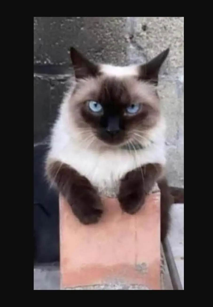 gatta lost   09072 Cabras Stellina