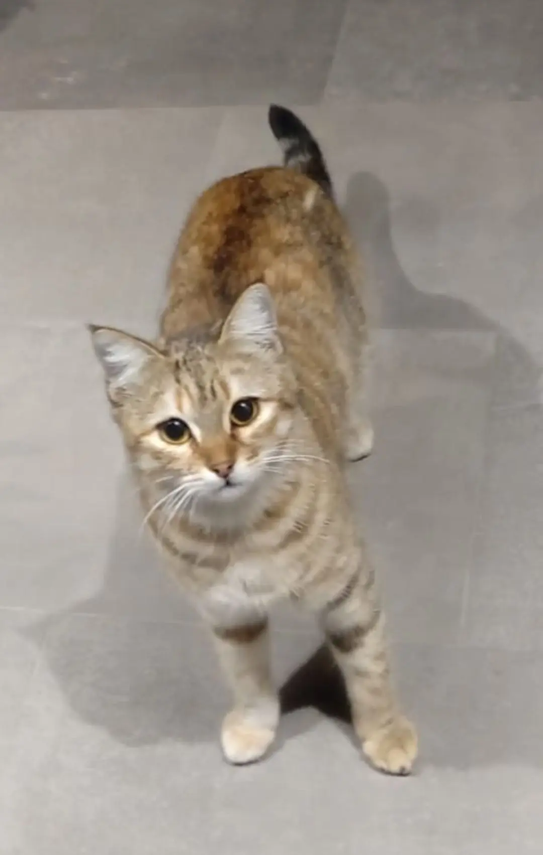 gatta lost   90011 Bagheria Giudittina