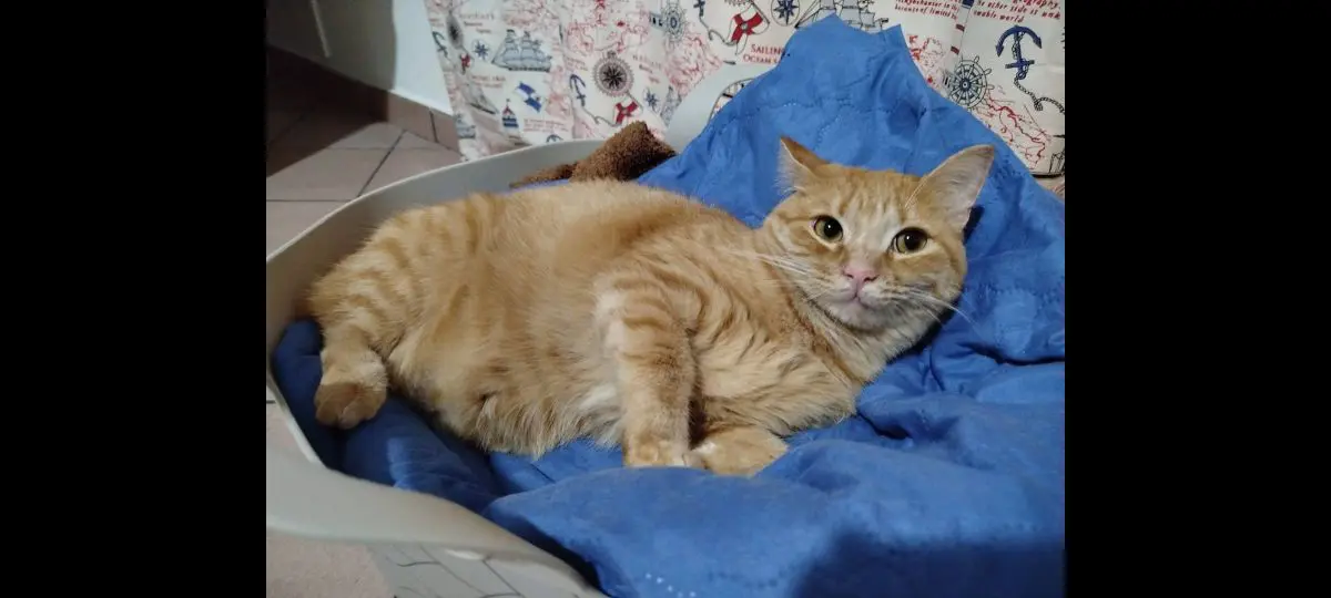 gatta lost   90045 Cinisi Lucy