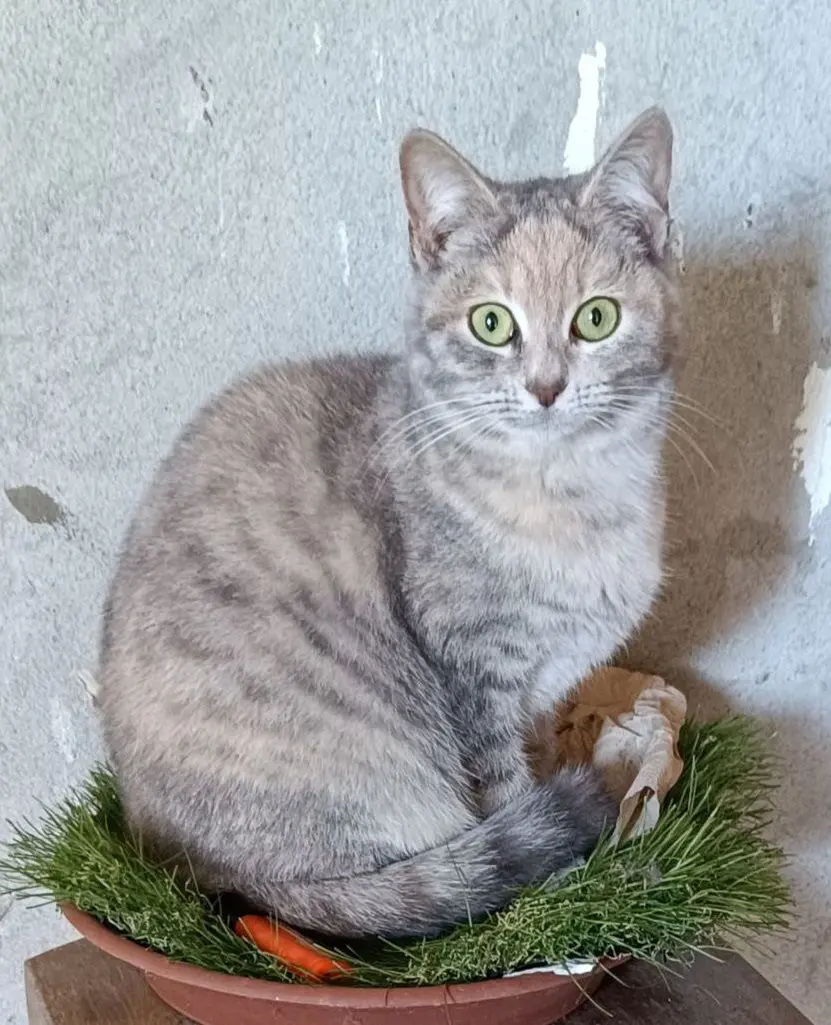 gatta lost   29020 Vigolzone Fuffy