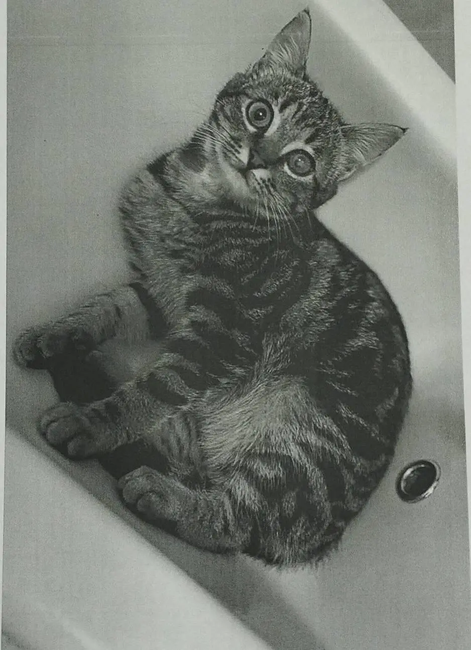 gatta lost   35020 Maserà di Padova Caipiroska