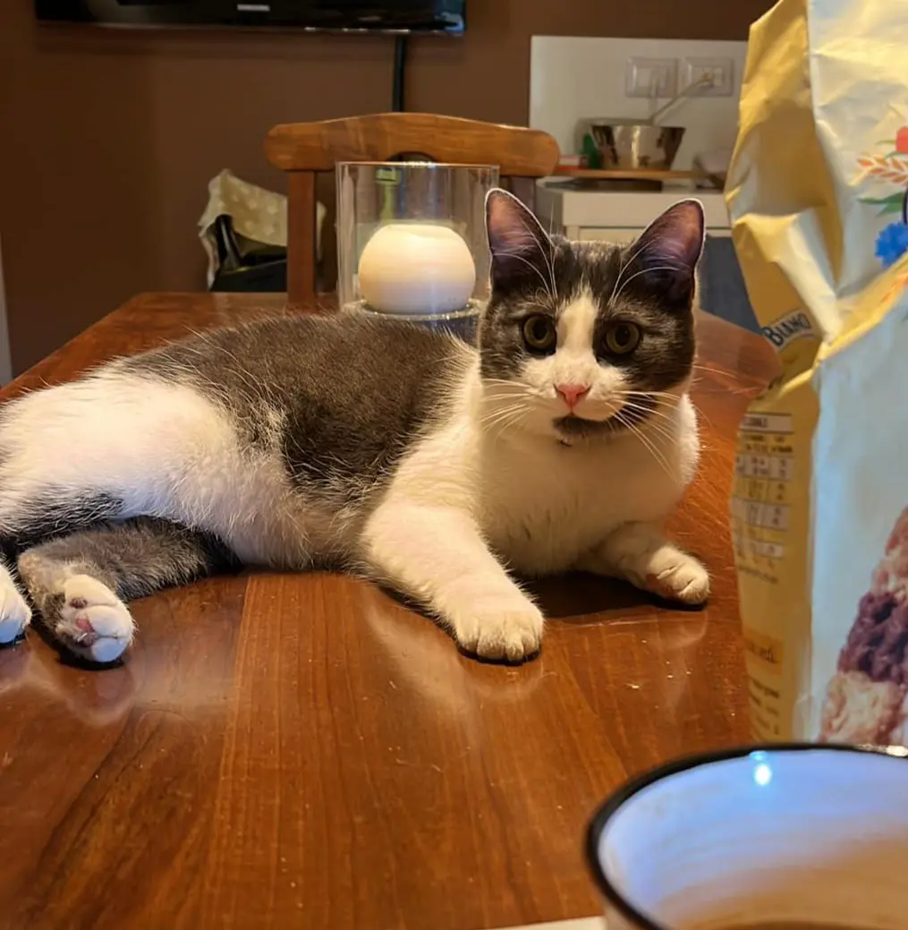 gatta lost   35020 Albignasego Grey