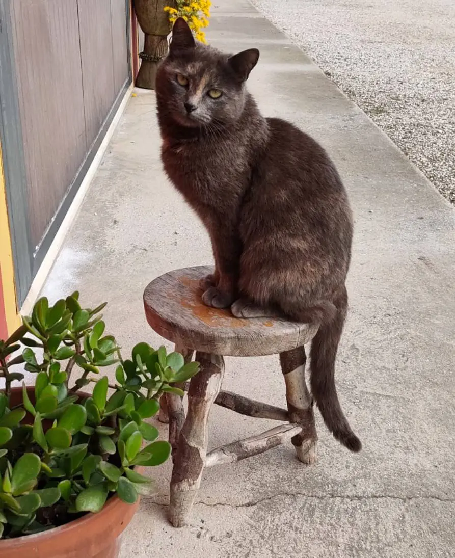 gatta lost   35010 Villafranca Padovana Grigina