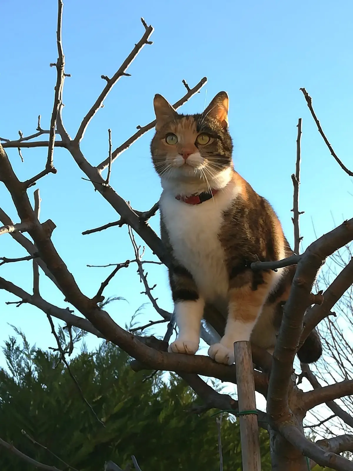 gatta lost   35020 Casalserugo Nesca