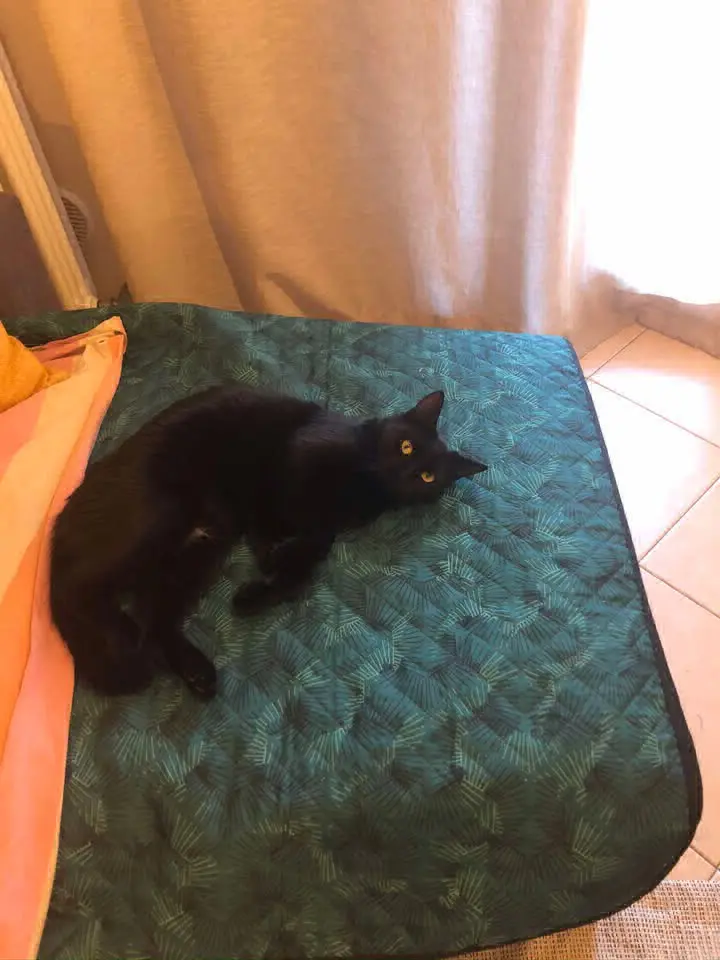 gatta lost   35013 Cittadella Nina