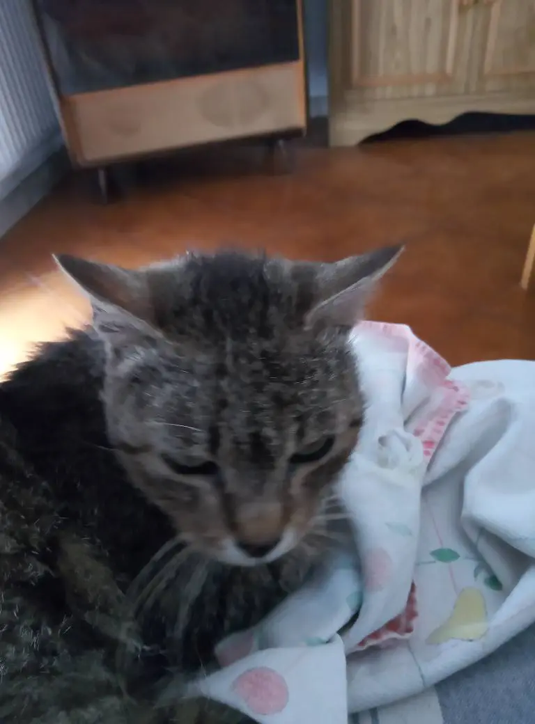 gatta lost   35121-35143 Padoue Mea