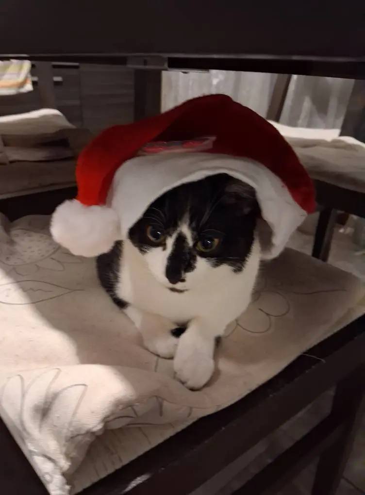 gatta lost   35121-35143 Padoue Mia