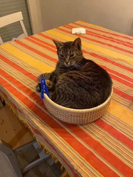 gatta lost   35121-35143 Padoue Pandora