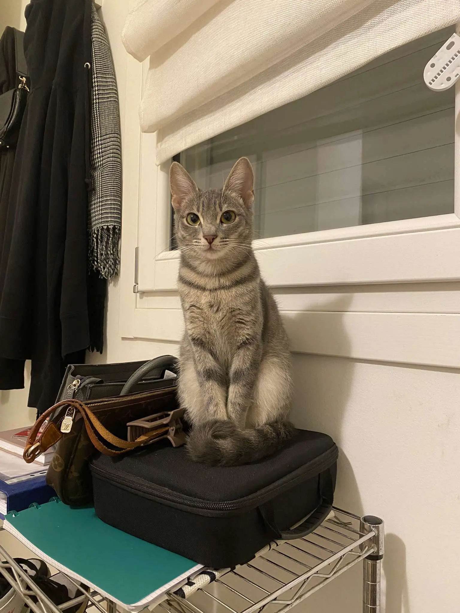 gatta lost   35121-35143 Padoue Smack