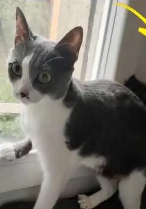 gatta lost   35121-35143 Padoue Tuni