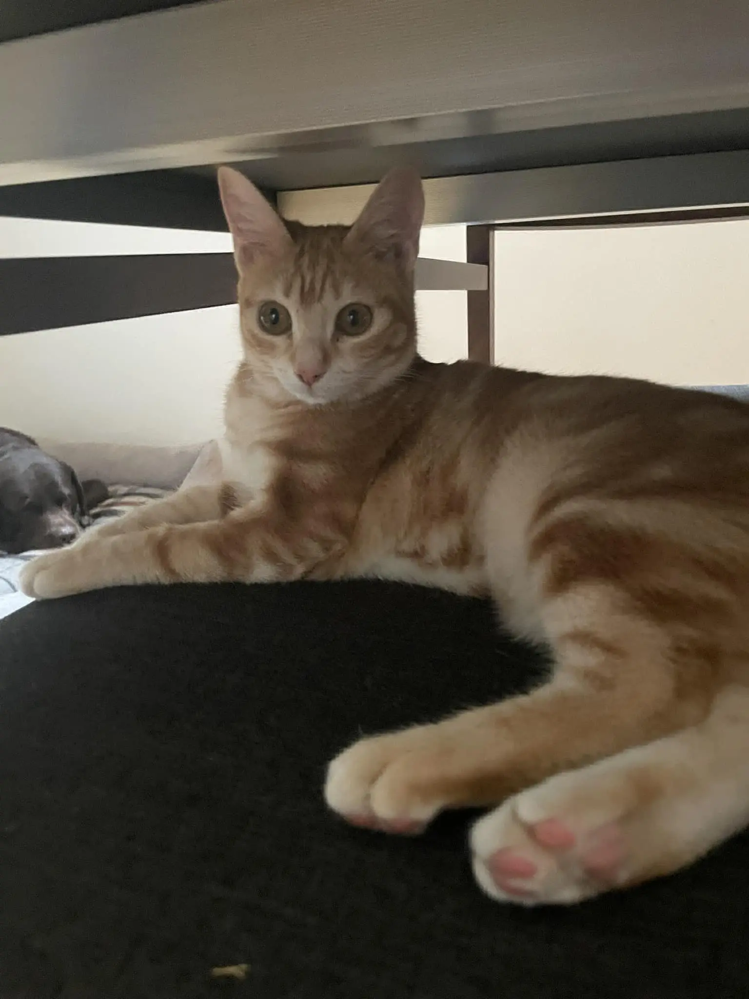 gatta lost   35030 Veggiano Sofy.