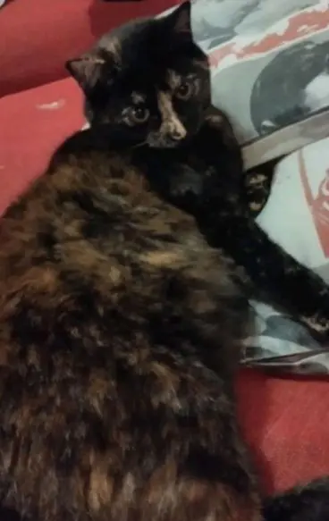 gatta lost   35020 Due Carrare Titi