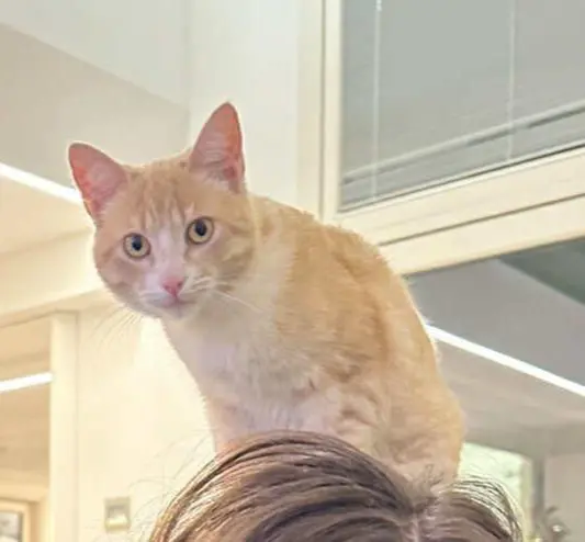 gatta lost   35042 Este Toast