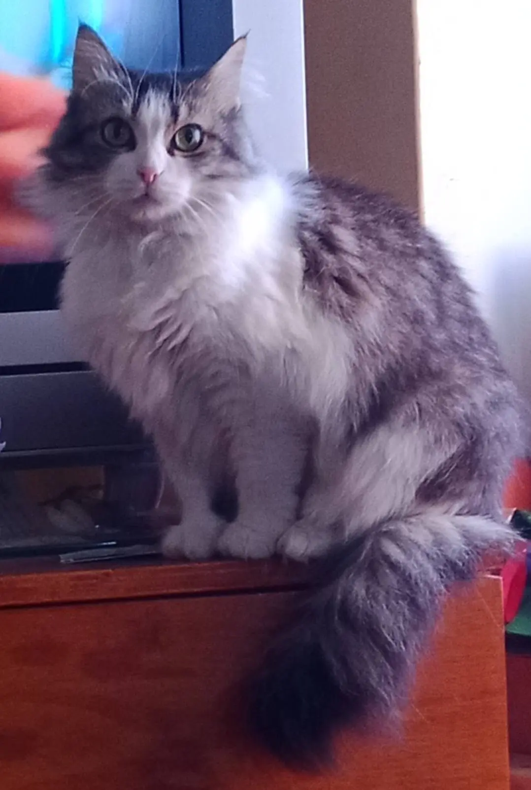 gatta lost   35030 Vo' Bella