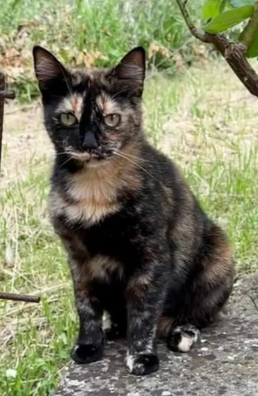 gatta lost   35030 Vo' Teresa