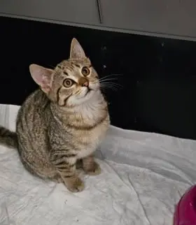 gatta lost  Piazza Alfredo Beni 65016 Montesilvano Marnie