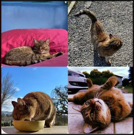 gatta lost   06055 Marsciano Beth