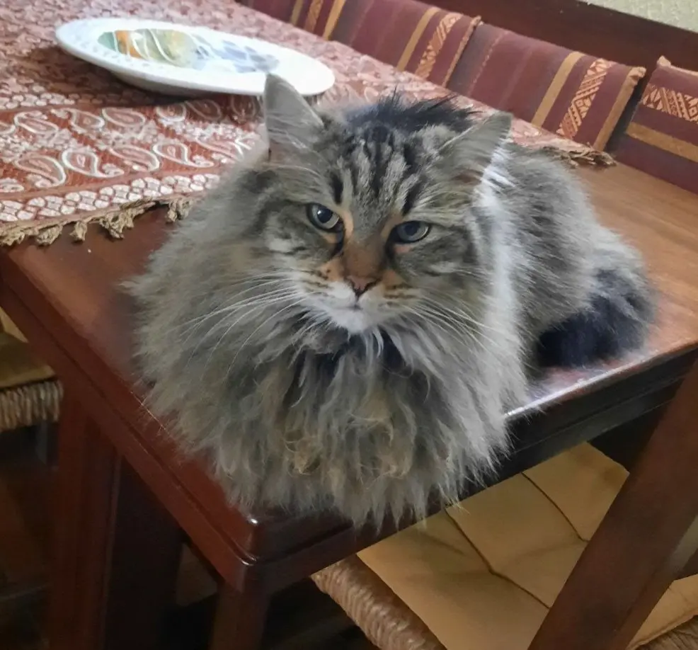 gatta lost   06083 Bastia Umbra Kira