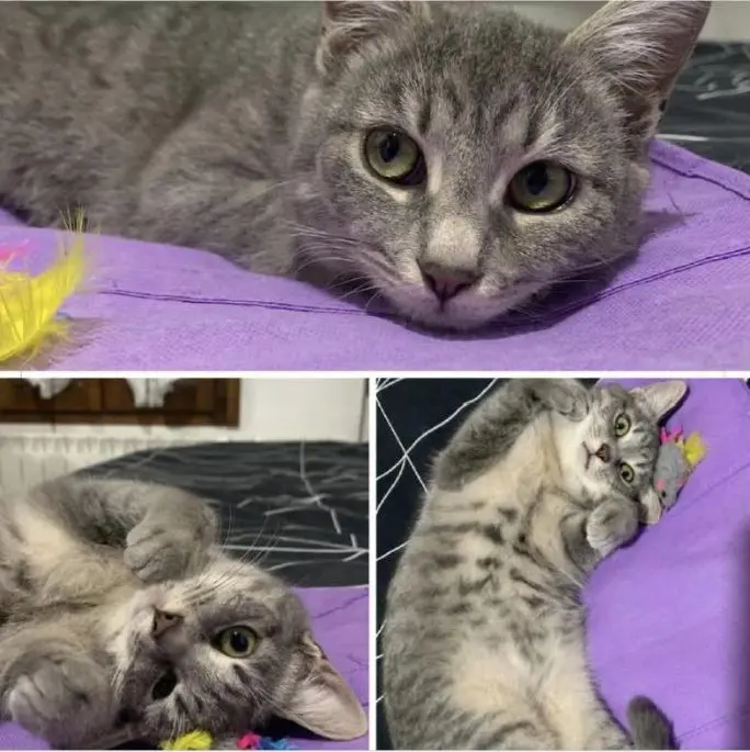 gatta lost   06073 Corciano Pulce