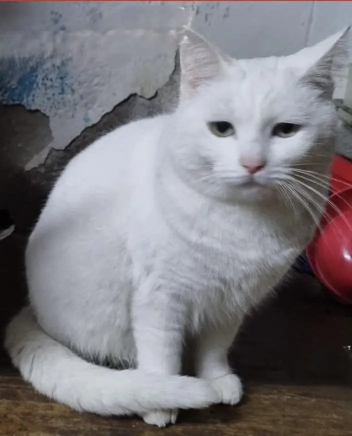 gatta lost    Pérouse Bianca