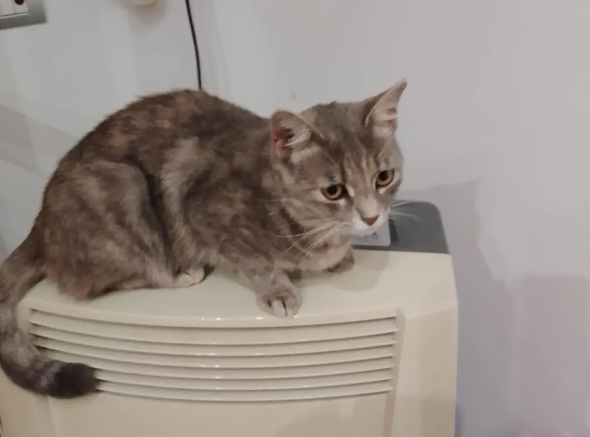 gatta lost    Pérouse Lea