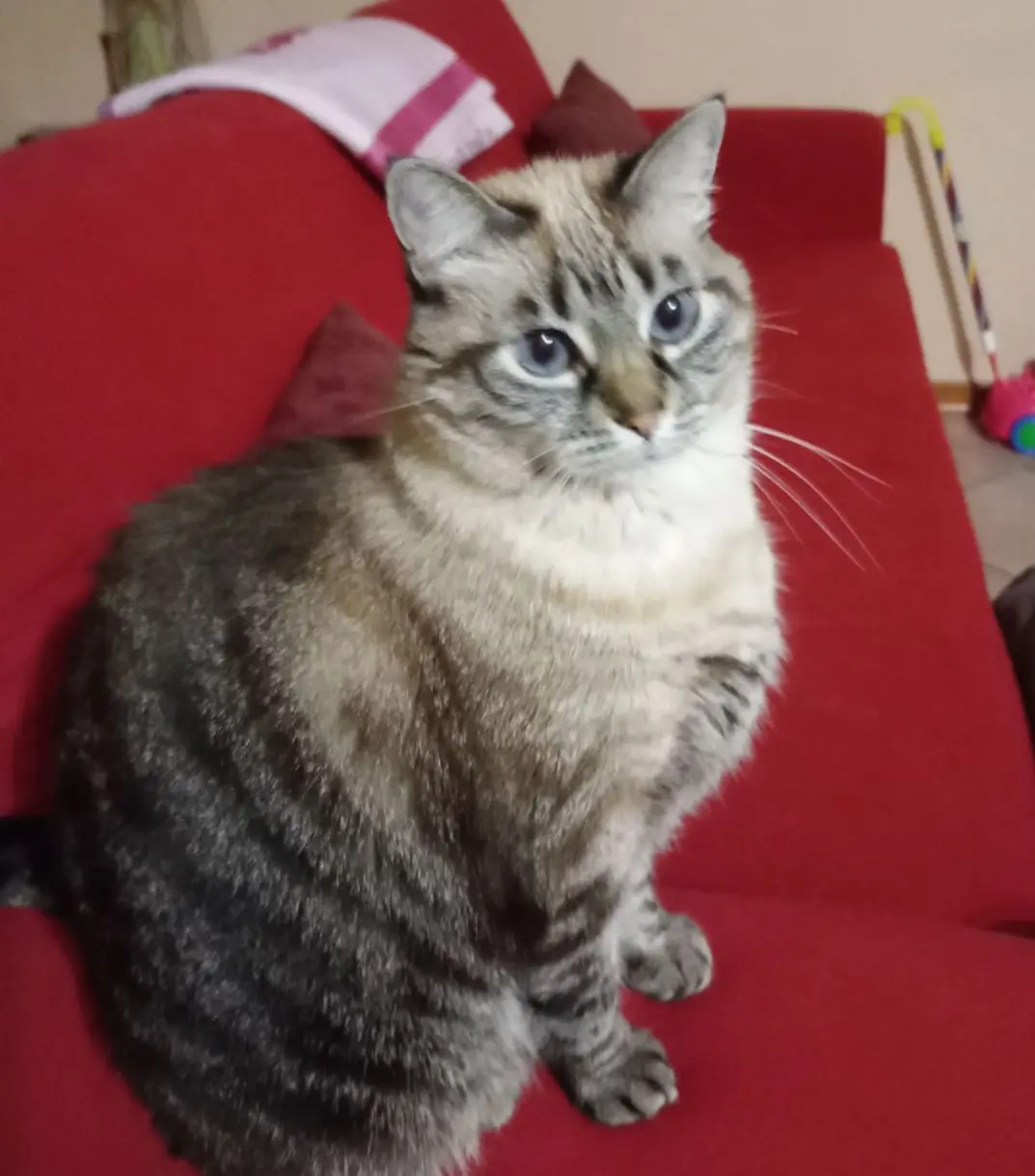 gatta lost    Pérouse Luna